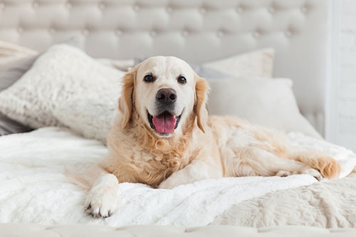 狗狗智商大比拼-金毛尋回犬(Golden Retriever)